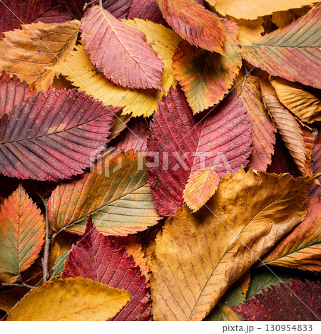 Autumn colorful leaves as background 130954833