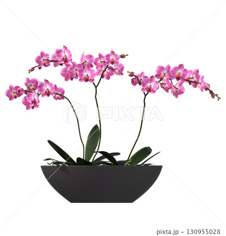 decorative flower in a pot isolate on a transparent background, 3D illustration, cg render 130955028