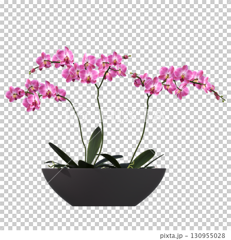 decorative flower in a pot isolate on a transparent background, 3D illustration, cg render 130955028