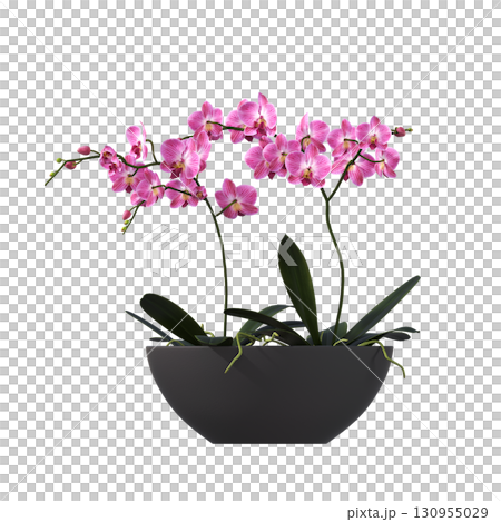 decorative flower in a pot isolate on a transparent background, 3D illustration, cg render 130955029