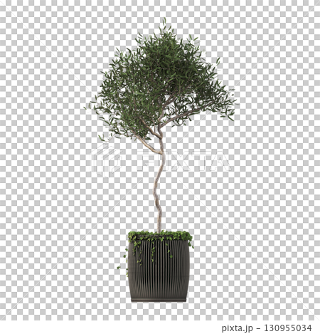 decorative flower in a pot isolate on a transparent background, 3D illustration, cg render 130955034