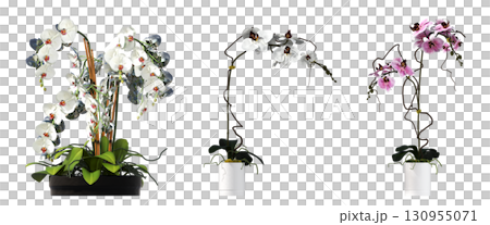 decorative flower in a pot isolate on a transparent background, 3D illustration, cg render decorative flower in a pot isolate on a transparent background, 3D illustration, cg render 130955071