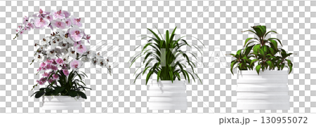 decorative flower in a pot isolate on a transparent background, 3D illustration, cg render 130955072