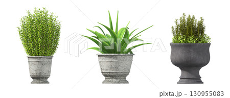 decorative flower in a pot isolate on a transparent background, 3D illustration, cg render decorative flower in a pot isolate on a transparent background, 3D illustration, cg render 130955083