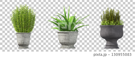 decorative flower in a pot isolate on a transparent background, 3D illustration, cg render 130955083