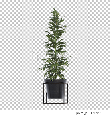 decorative flower in a pot isolate on a transparent background, 3D illustration, cg render 130955092