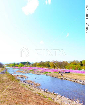 芝桜 シバザクラ しばざくら 立谷川 桜 山形市 芝桜 シバザクラ しばざくら 立谷川 桜 山形市 130955705