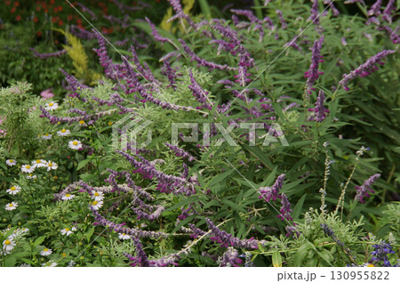Lush Garden with Purple and White Flowers Lush Garden with Purple and White Flowers 130955822