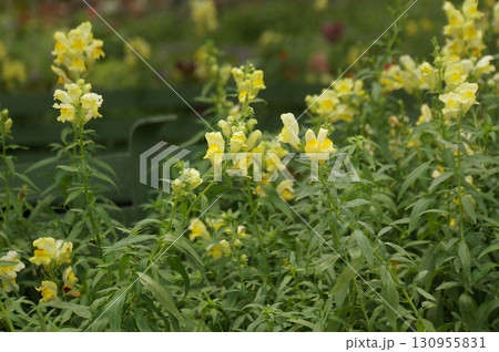 Yellow Snapdragon Flowers in Bloom 130955831