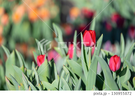 チューリップ畑の赤いアイスチューリップ 130955872