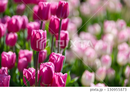 チューリップ畑に咲くカラフルなアイスチューリップ 130955873