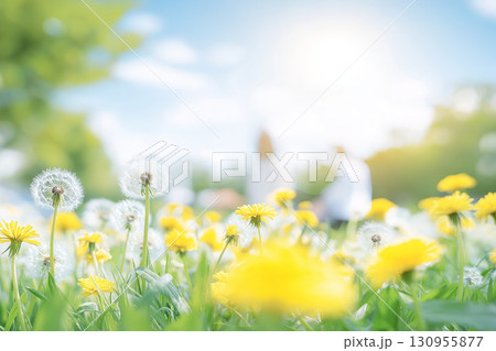 たんぽぽが咲く花畑 130955877
