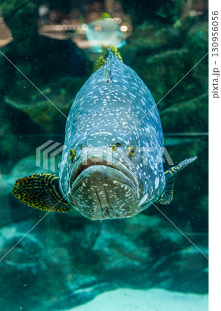 Fish Large grouper 130956056