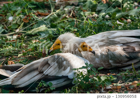 Common vulture (Neophron percnopterus) Common vulture (Neophron percnopterus) 130956058