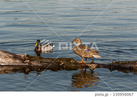 Duck and drake sit on a log Duck and drake sit on a log 130956067