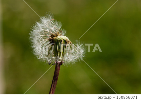 Beautiful dandelions on a green background Beautiful dandelions on a green background 130956071