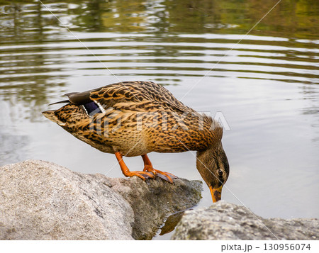 Duck sits on a rock Duck sits on a rock 130956074