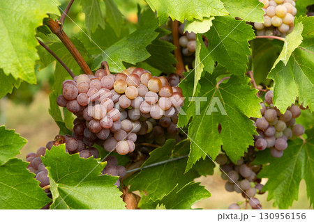 Ripe Vineyard Grapes Ready for Harvest Close-Up 130956156