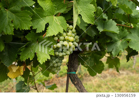 Close-Up of Ripe Grape Clusters on the Vine Close-Up of Ripe Grape Clusters on the Vine 130956159