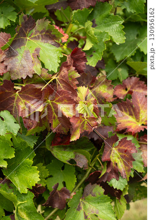 Grape leaves that have changed color, vineyard disease. Grape leaves that have changed color, vineyard disease. 130956162