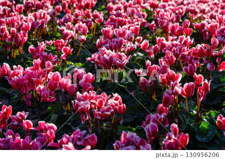 Cyclamen flower bloom in the garden 130956206