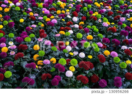 Pompon Dahlias Flowers in the Garden 130956266