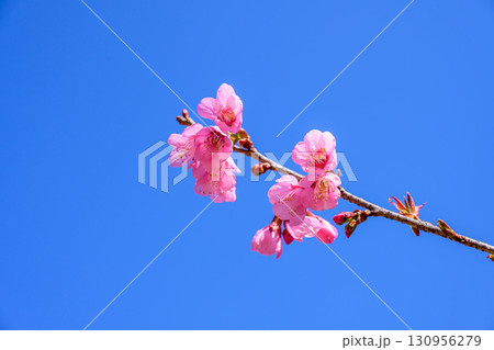 Blossom of Wild Himalayan Cherry or Giant tiger flower on blue sky background in Chiang mai, Thailand. Blossom of Wild Himalayan Cherry or Giant tiger flower on blue sky background in Chiang mai, Thailand. 130956279