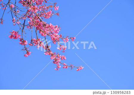 Blossom of Wild Himalayan Cherry or Giant tiger flower on blue sky background in Chiang mai, Thailand. 130956283