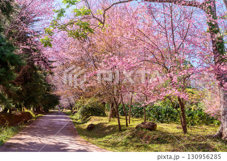 Blossom of Wild Himalayan Cherry or Giant tiger flower in Chiang mai, Thailand. 130956285