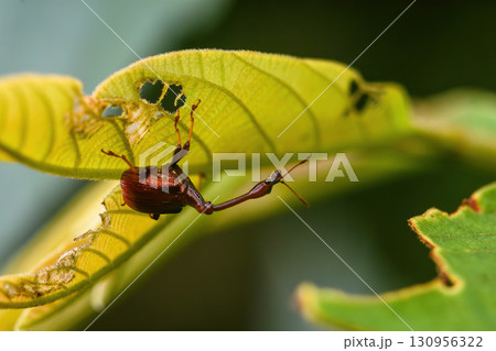Giraffe Weevil Beetle insects on the leaf in real nature in Thailand 130956322