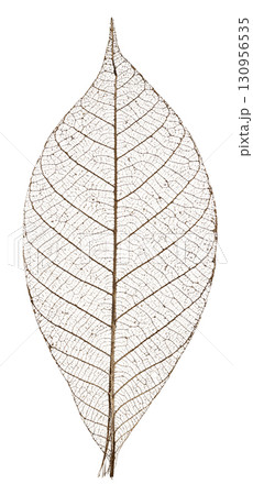 スケルトンリーフ（葉脈標本） 130956535