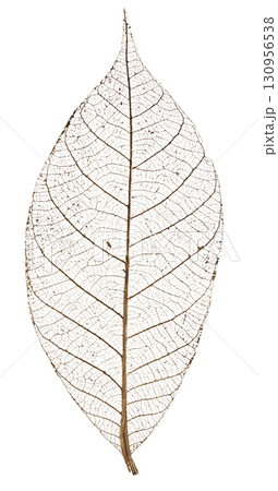 スケルトンリーフ（葉脈標本） 130956538