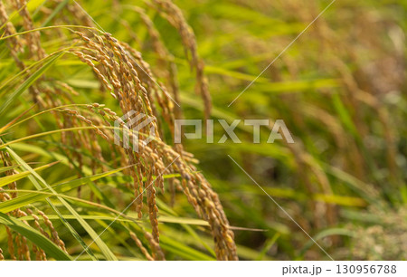 晩夏の陽光を浴びて輝く収穫直前の稲穂 130956788