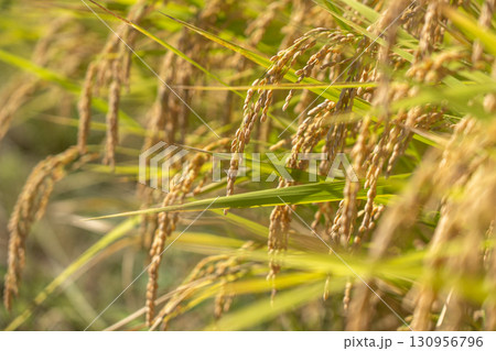 晩夏の陽光を浴びて輝く収穫直前の稲穂 130956796