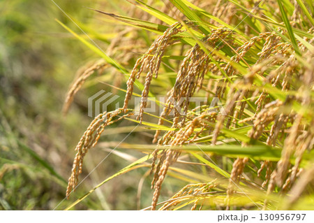 晩夏の陽光を浴びて輝く収穫直前の稲穂 130956797