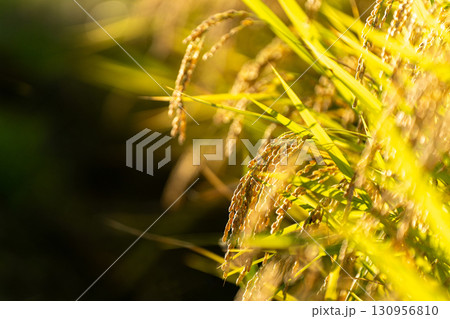 晩夏の陽光を浴びて輝く収穫直前の稲穂 晩夏の陽光を浴びて輝く収穫直前の稲穂 130956810