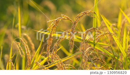 晩夏の陽光を浴びて輝く収穫直前の稲穂 130956820
