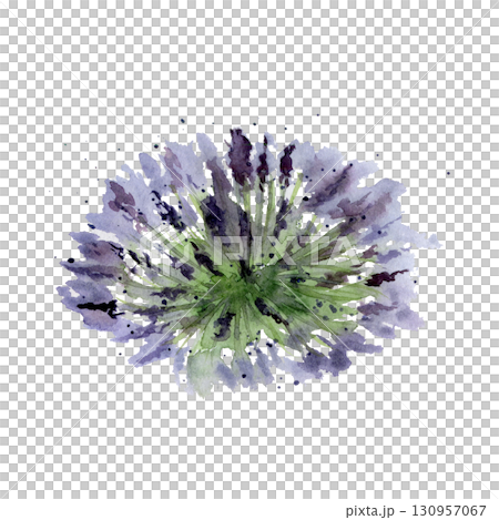 French Provence lavender lavandula purple flowers bush in loose style, hand drawn in watercolor. Landscape countryside element, herbal cosmetics spa aromatherapy. Single object isolated illustration. 130957067