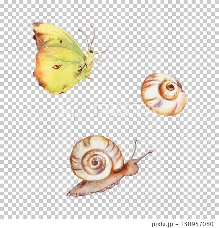 Clouded yellow butterfly, common brimstone, white garden snail spiral shell, animal insect garden pest isolated illustration hand drawn in watercolor. Fairy wedding stationery, nature sticker labels 130957080
