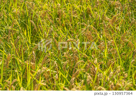 晩夏の陽光を浴びて輝く実りを迎えた水田 130957364