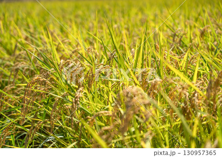 晩夏の陽光を浴びて輝く実りを迎えた水田 130957365
