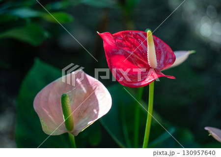 アンスリウム アンスリューム オオベニウチワ 130957640