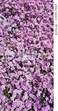 一面に咲く芝桜 一面に咲く芝桜 130957664