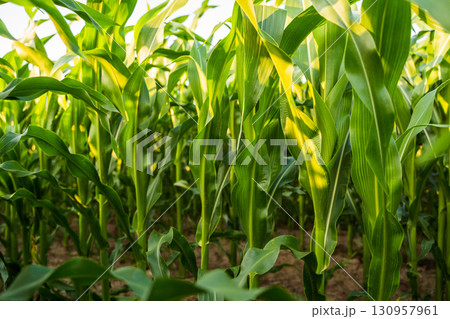 Fresh green corn field with sunlight shining through leaves Fresh green corn field with sunlight shining through leaves 130957961