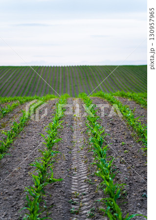 Corn field with green seedlings sprouting from soil rows under cloudy sky in 130957965