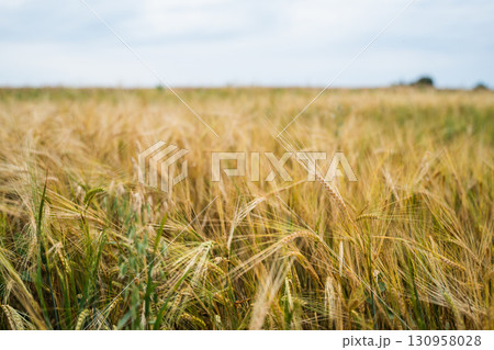 Golden wheat and barley ears close up on agricultural farmland under summer sky Golden wheat and barley ears close up on agricultural farmland under summer sky 130958028