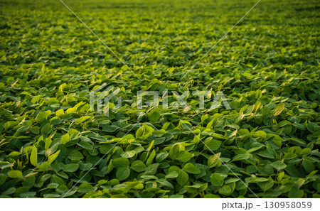 Endless soybean plantation field with dense green plants 130958059