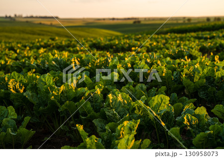 Sunlit sugar beet field at sunset in rural farmland landscape Sunlit sugar beet field at sunset in rural farmland landscape 130958073