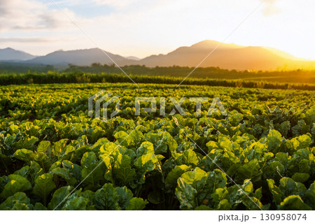 Sugar beet field with mountain landscape in golden sunset light Sugar beet field with mountain landscape in golden sunset light 130958074