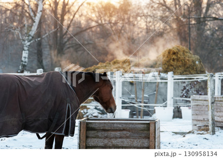 Scenic view one horse in cover rugs eat on snow winter cold paddock on farmyard against steaming manure straw pile on warm sunset evening. Scene countryside rural landscape with livestock animals Scenic view one horse in cover rugs eat on snow winter cold paddock on farmyard against steaming manure straw pile on warm sunset evening. Scene countryside rural landscape with livestock animals 130958134